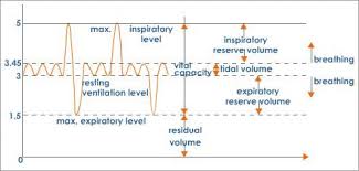 Lung Volumes And Lung Capacity An Overview