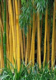 Black Bamboo Plants For Sale Ireland Pin Oleh Tihomir M Di Architecture Ide Berkebun Bambu Lanskap