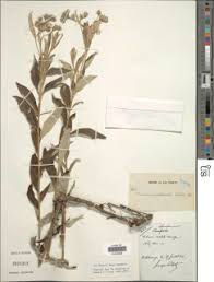 Image result for Launaea rogersii