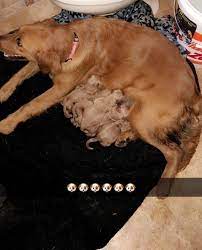 Golden retriever puppies are adorable, playful and smart. Golden Retrievers Rgv Home Facebook