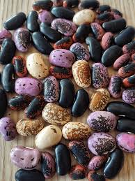 Image result for Phaseolus coccineus