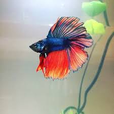 A Beautiful Double Tail With Impressive Fins From Bettas 1717 The Thick Contrast Between The Blue Body And Bottom Red Ventral F Betta Betta Fish Betta Tank