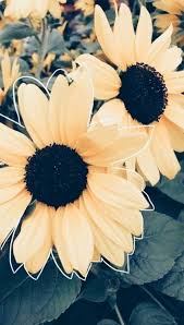 Lock screen sunflowers and roses wallpaper. Pinterest Wallpaper Flower Petal African Daisy Black Eyed Susan Barberton Daisy Plant Yellow Flowering Plant Sunflower Sky 1059425 Wallpaperkiss