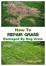 How To Repair Grass Damaged By Dog Urine Time With Thea Lawn Repair Dog Urine Grass