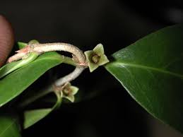 Image result for Cassipourea