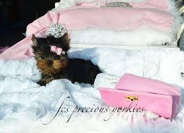 Sc yorkie puppy breeder maltese puppies for sale pats precious puppies Fcs Precious Yorkies Home Facebook