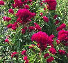 Pin On Garden 2021