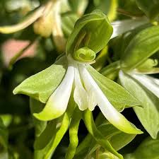 Image result for Bonatea antennifera