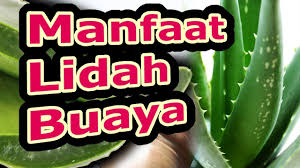 Di balik manfaat untuk kecantikan dan kesehatan tubuh, inilah beberapa risiko yang bisa muncul. Manfaat Lidah Buaya Yang Luar Biasa Manfaat Tanaman Lidah Buaya Bagian 1 Youtube