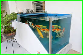 Cara memelihara koi untuk pemula ini adalah tutorial kolam koi yang dibuat khusus untuk pemula dalam pemeliharaan ikan koi cara memelihara ikan koi supaya cepat besar terbukti berhasil kami agro koi farm jual ikan koi dan seklaii pembudidaya ikan. Ikan Koi Di Aquarium Cara Memelihara Dan Merawatnya Daftarhewan Com