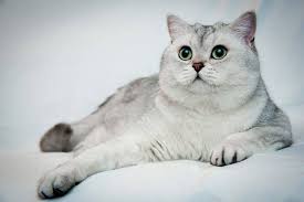 This hypoallergenic cat breed has a long lifespan of between 14 and 20 years. A Fun Collection Of Facts About British Shorthair Cats Cole Marmalade