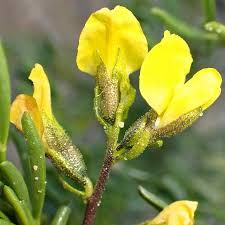 Image result for Melolobium