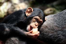 They live in communities of several dozen animals, led by an alpha male and his coalition of male allies. Where To See Chimpanzees Animals Around The Globe