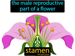 Stamen In 2020 Science Flashcards Science Student Science Nerd