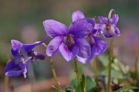 How To Make Violet Syrup A Wildflower Recipe Apothecary S Garden Violet Flower Weeds In Lawn Sweet Violets