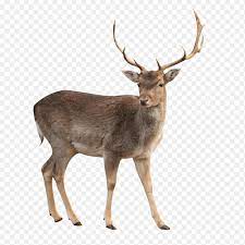 Whitetail Deer Png Deer White Background Images Awb 1024 1024 Png Download Free Transparent Background Whitetail Deer Png Png Download
