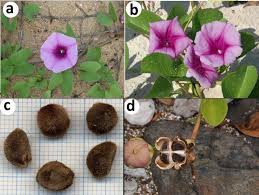 Image result for Ipomoea pes-caprae
