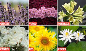 The zodiac flowers for capricorns are chrysanthemum poinsettia, mixed plants, jasmine, lily, statice, holly, african violet, ivy, philodendron, snowdrop. Flowers Of The Zodiac And Their Symbolic Meanings Daily Mail Online