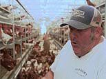 California egg farmer faces twin threats of bird flu and inflation