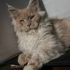 Des chats ne sont pas très rassurés en présence d'un lynx empaillé au milieu du salonvidéo (1mn16s) : Https Encrypted Tbn0 Gstatic Com Images Q Tbn And9gcsxxo7nwnmn1bm3gapjer8gizywoknm7bt0hd6hwsimp7wkykhj Usqp Cau