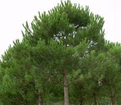 Çam ağacı ne zaman dikilir çok fazla merak ediliyor. Fistik Cami Ekim Zamani Cicekal Net