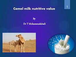 But those who have access to it, enjoy it for its taste as much as its nutrition. Pdf Camel Milk Nutritive Value