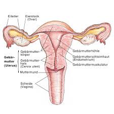 Ich erkläre euch basics rund um die inneren weiblichen* geschlechtsorgane. Weibliche Geschlechtsorgane Weibliche Sexualorgane Vulva Eesom Gesundheitsportal