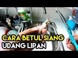 Cara masak udang lipan,mudah dan lezat. Cara Betul Siang Udang Lipan How To Clean Mantis Shrimp Tutorial Youtube