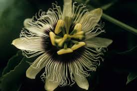 Image result for Passifloraceae