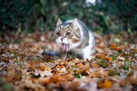 The more signs you pick up on, such as excessive thirst, weight loss and poor appetite, the more likely it is the cat has an underlying problem that needs treatment Cat Vomiting Blood Causes Treatment We Re All About Cats