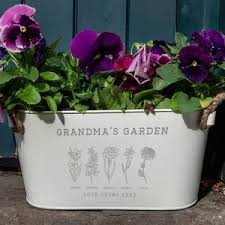 Image result for Phyllanthus engleri