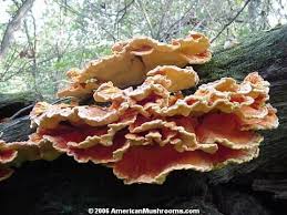 All About Edible Mushrooms I Always See These In Our Forest Maybe I Should Try It Stuffed Mushrooms Wild Mushrooms Edible Mushrooms