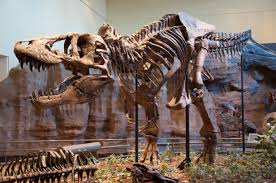 Le falta el deposito de agua con sensor de mordida.y. Tyrannosaurus Rex Wikipedia La Enciclopedia Libre