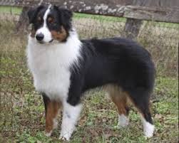 Blue merle and red (liver) merle. Coat Color Asca