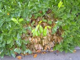 .calogero réalisation du clip : Soigner Les Taches Du Laurier Cerise