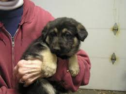 We are a small, family owned kennel that specializes in west german showline german shepherds in falmouth, michigan. German Shepherd Silver Black Pets And Animals For Sale Michigan
