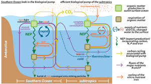 The Biological Productivity Of The Ocean Section 2 Ocean Polymath Organic Matter