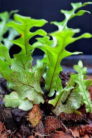 Image result for Drynaria volkensii