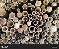 It can range in size from a few inches to over 100 feet and can grow a foot or more a day. Group Bamboos Image Photo Free Trial Bigstock