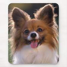 The quick, curious papillon is a toy dog of singular beauty and upbeat athleticism. Papillon Welpe Mama Hund Lover Mama Welpen Mousepad Zazzle De