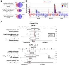 IJMS | Free Full-Text | Expression of EMT-Related Genes in Hybrid E/M  Colorectal Cancer Cells Determines Fibroblast Activation and Collagen  Remodeling