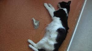 Feline infectious peritonitis (fip) is a progressive and often fatal disease that is caused by a coronavirus. Fip In Cat Youtube