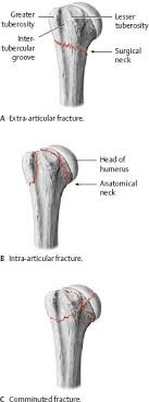 Shoulder Arm Atlas Of Anatomy Human Muscle Anatomy Anatomy Muscle Anatomy