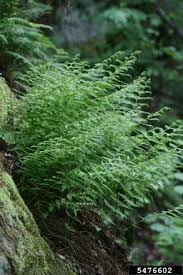 Image result for Dennstaedtiaceae