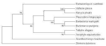 Image result for Xerophyta equisetoides