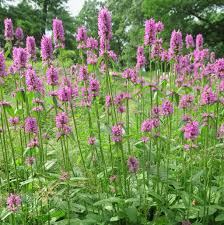 Image result for Stachys