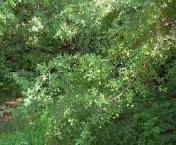 Image result for Pteleopsis anisoptera