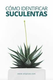 Para tratar de resolverlas te vamos a ofrecer un. Como Identificar Suculentas Y Cactus Atipicas Suculentas