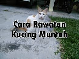 Maybe you would like to learn more about one of these? Cara Rawatan Kucing Muntah Eintan Nurfuzie Lifestyle Beauty Travel Tips Rawatan Kucing Review