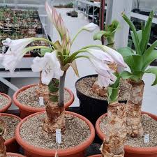 Image result for Ammocharis tinneana